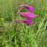 Gladiolus palustris Blüte