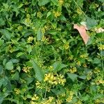 Senecio deltoideus Blüte