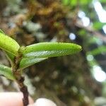 Angraecum pectinatum Φύλλο