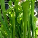 Sarracenia flava Hábito