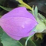 Platycodon grandiflorus Прочее