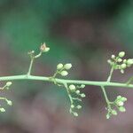 Sorindeia juglandifolia Floro