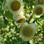 Helichrysum cooperi फूल