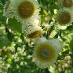 Helichrysum cooperi Цвят