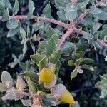 Quercus rotundifolia Fruit
