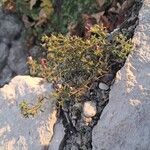 Chaenorhinum minus Flor