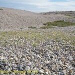 Atriplex glabriuscula Συνήθη χαρακτηριστικά