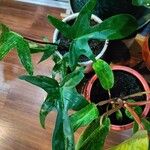 Philodendron panduriforme List