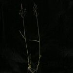 Agrostis pilosula 形态