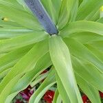 Fritillaria imperialis Hoja