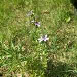 Triodanis perfoliata Flower