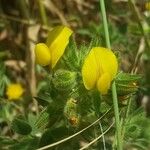 Ononis viscosa Квітка