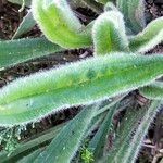 Plantago lagopus Folla