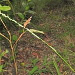 Setaria gausa Flower