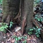 Tachigali richardiana Corteza