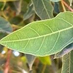 Dolichandra cynanchoides Leaf