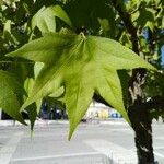 Liquidambar styracifluaFolla