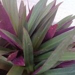 Tradescantia spathacea Folha