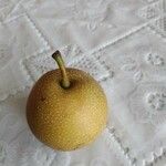 Pyrus pyrifolia Fruit