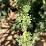 Adenocarpus foliolosus Hoja