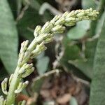 Sansevieria senegambica Flor