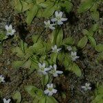 Pinguicula crystallina Buveinė