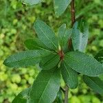 Malus angustifolia Leaf