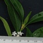 Palicourea axillaris अन्य