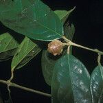 Siparuna cuspidata Fruit