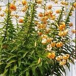 Lilium henryi Flor