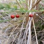 Asparagus maritimus Vili