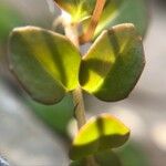 Epilobium brunnescens Leaf