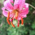 Lilium martagon花