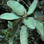 Dillenia ferruginea Leaf