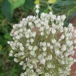 Allium polyanthum ফুল