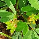 Crotalaria pycnostachya Blodyn