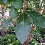 Quercus pontica Blatt