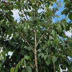 Prunus avium Habitus