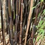 Phyllostachys nigraRinde