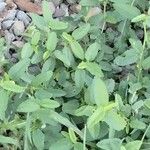 Rhynchosida physocalyx 葉