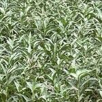 Persicaria senegalensis Leaf