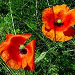 Papaver rhoeas Fiore