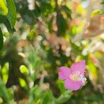 Epilobium hirsutumফুল