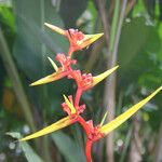 Heliconia richardiana 花