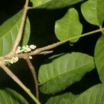 Trichilia pallida Fruit