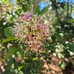 Schotia latifolia Flor