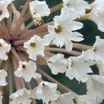 Abronia fragrans Blomma