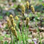 Carex umbrosa फूल