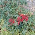 Nandina domestica Habit