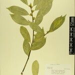 Symplocos theifolia 其他